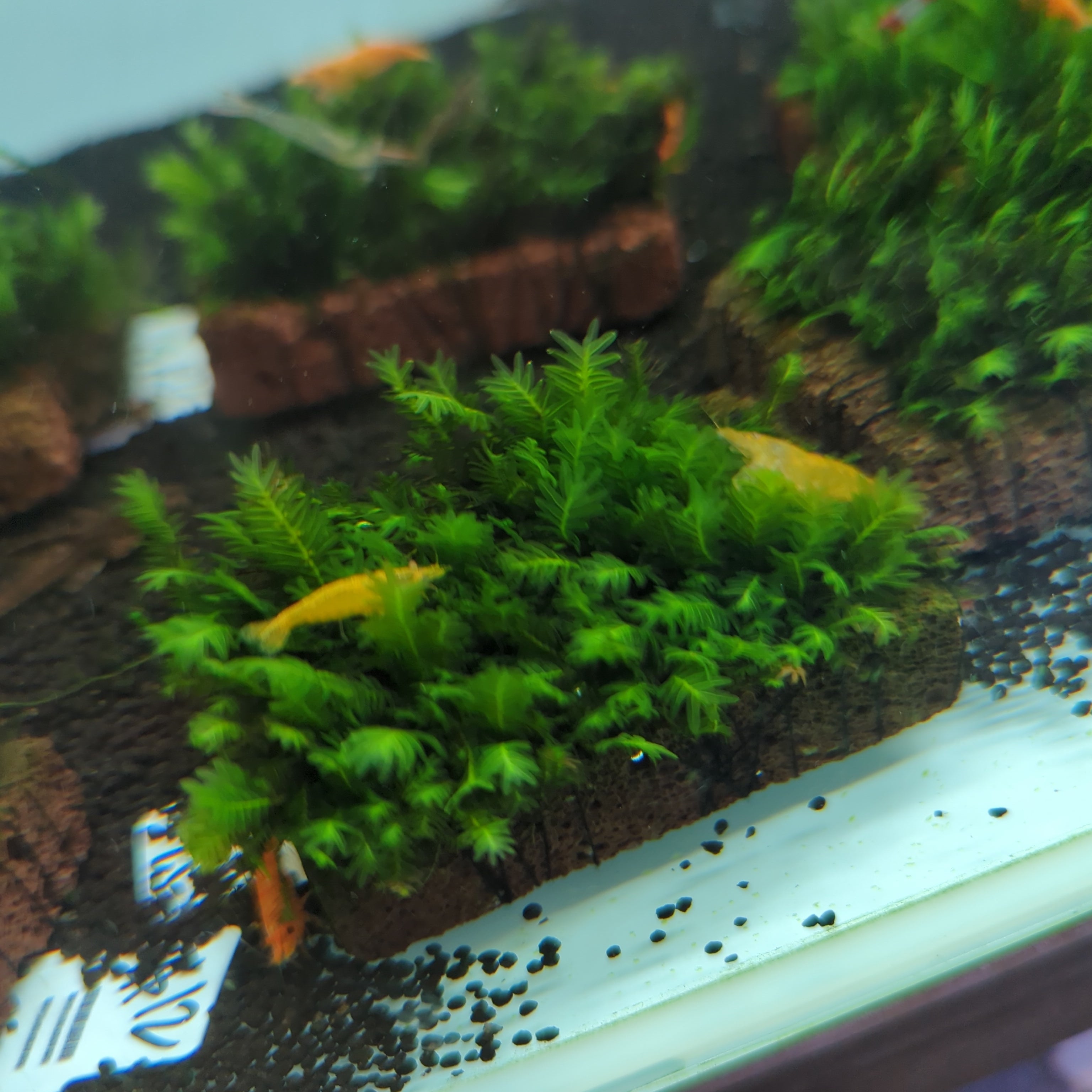 TCulture Fissidens Fontanus Moss on Volcano Slate (7x7cm) - Perfect for Aquascaping, Nano Tanks & Aquatic Plant Displays