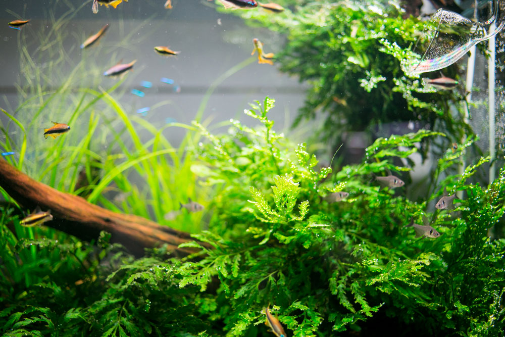 Aquario Neo Soil - Premium Planted Aquarium Substrate for Healthy Aquatic Plants | Ideal for Shrimp Tanks, Aquascaping & Freshwater Fish Tanks