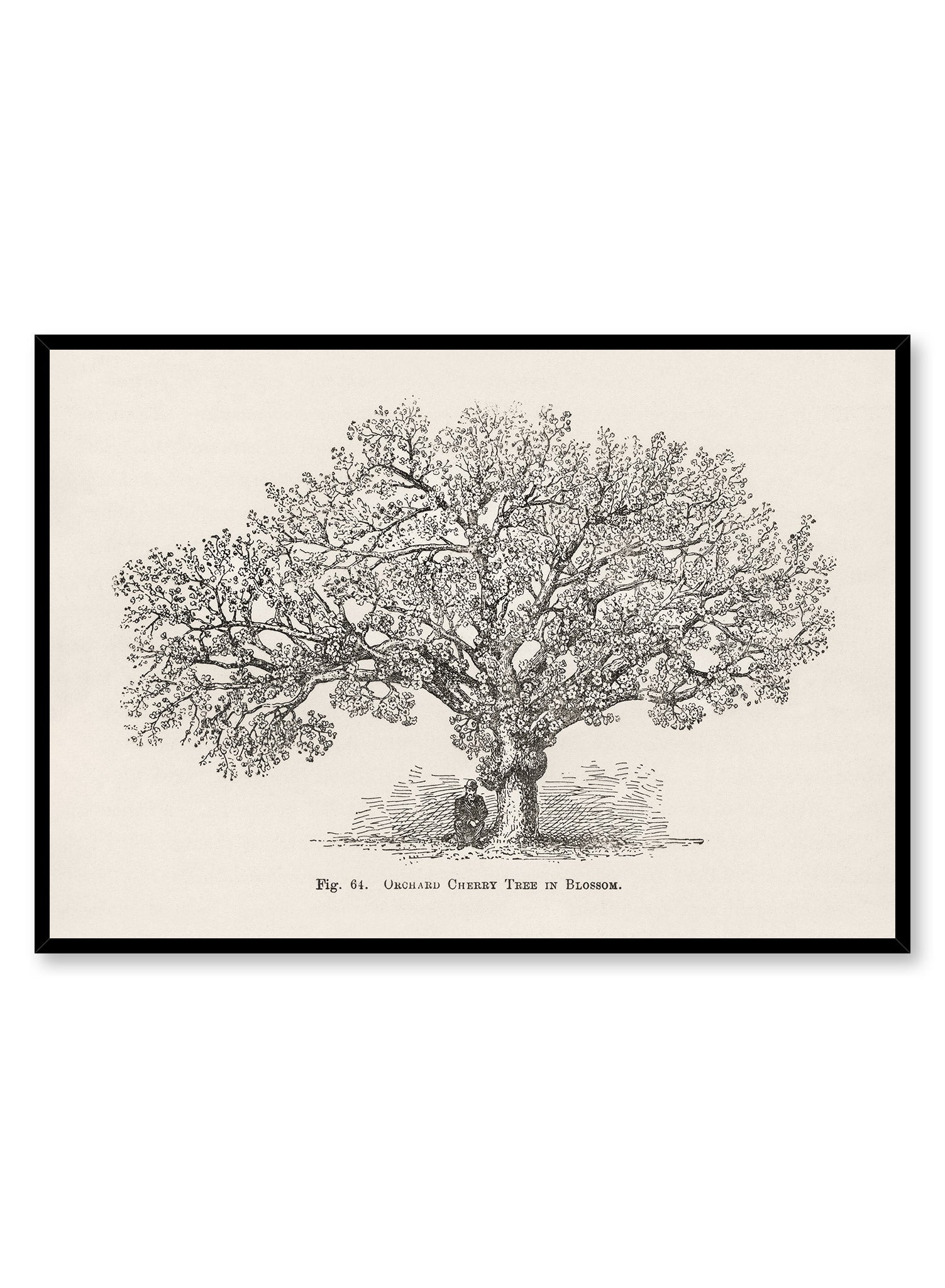 Orchard Cherry Tree Poster - High Quality Botanical Wall Art for Home & Office Decor - Perfect for Living Room, Bedroom, or Classroom Decoration
