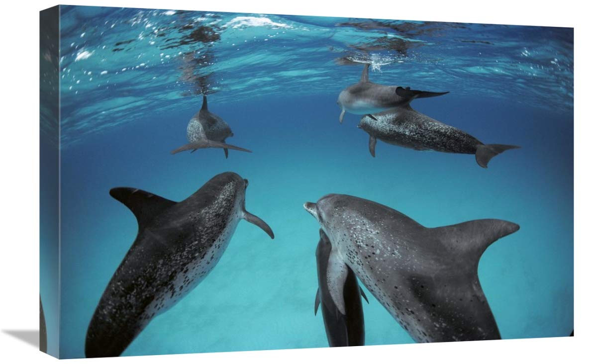 16 x 24 Inch Atlantic Spotted Dolphin Wall Art Print - Group of Adults & Juveniles in Bahamas by Flip Nicklin - Perfect for Living Room, Office or Beach House Decor