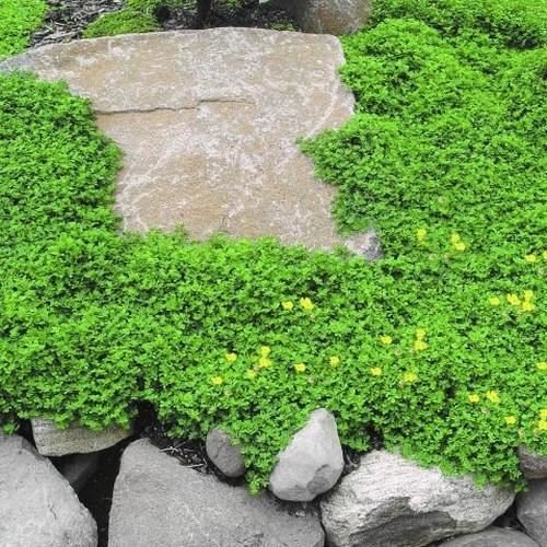 Rupturewort Green Carpet Ground Cover Seeds (Herniaria Glabra) - 200+ Seeds for Lawn Alternative, Rock Gardens & Erosion Control - Fast-Growing Drought-Tolerant Perennial