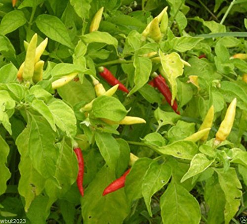 Organic Bradley’s Bahamian Chili Pepper Seeds (Bahamian Bird Pepper) - 30 Count Pack for Home Gardening, Spicy Cooking & Caribbean Recipes