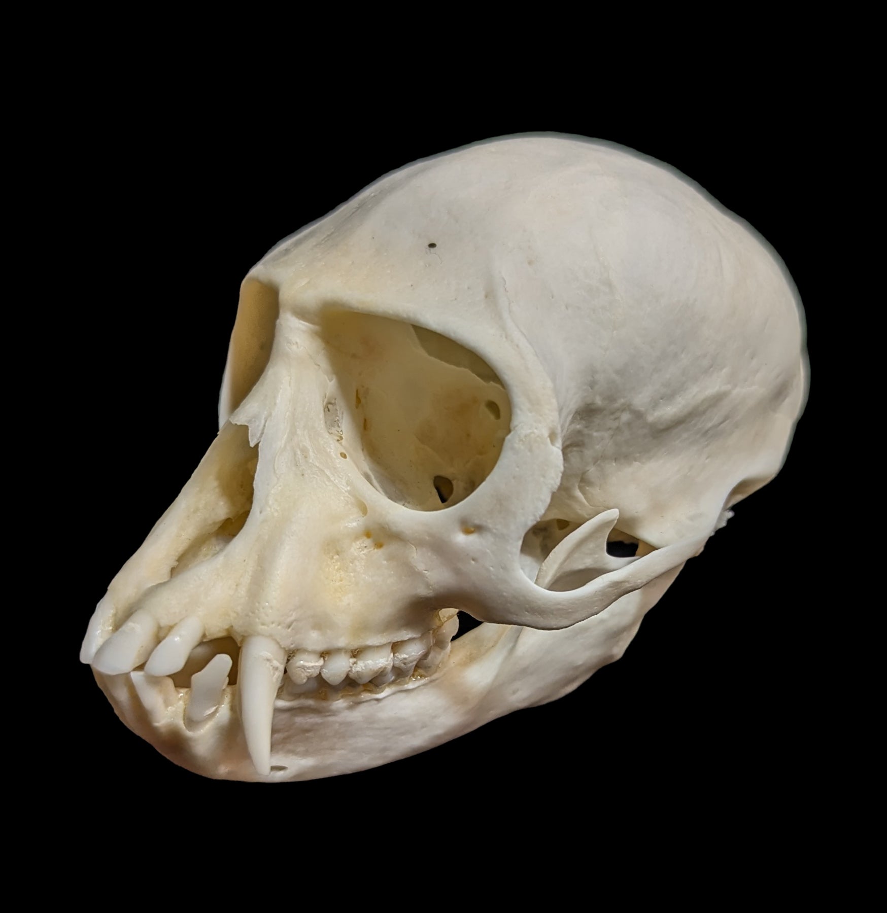 Vervet Monkey Skull Replica - Realistic Animal Skull Model for Science Education, Halloween Decor & Taxidermy Display - Perfect for Classroom, Museum & Gothic Home Decor