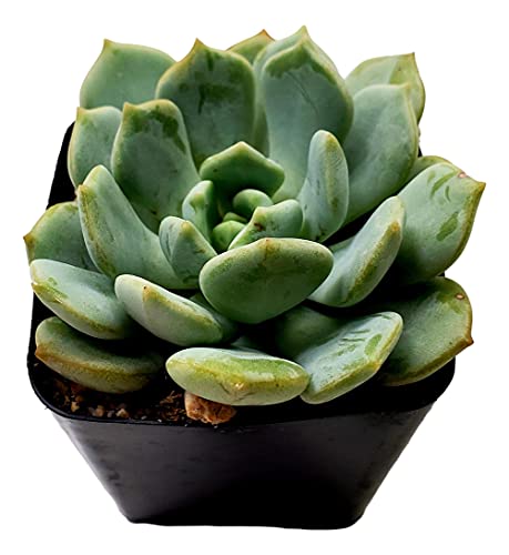 Graptoveria ‘Moonglow’
