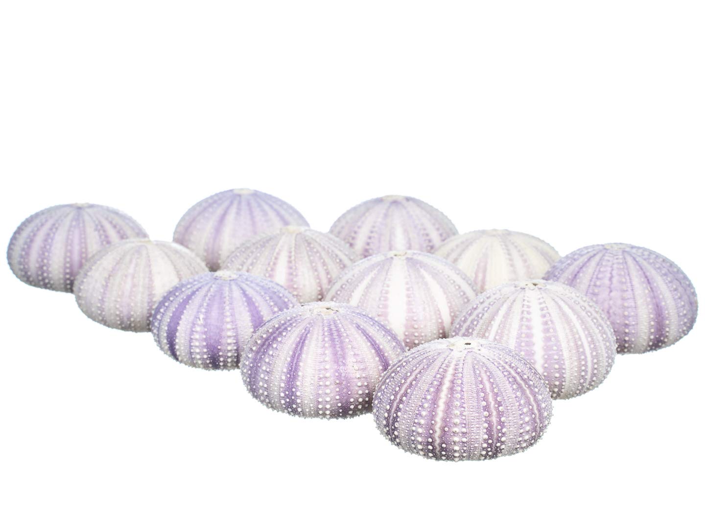 12 Purple Sea Urchin Shells (1.5-2.5