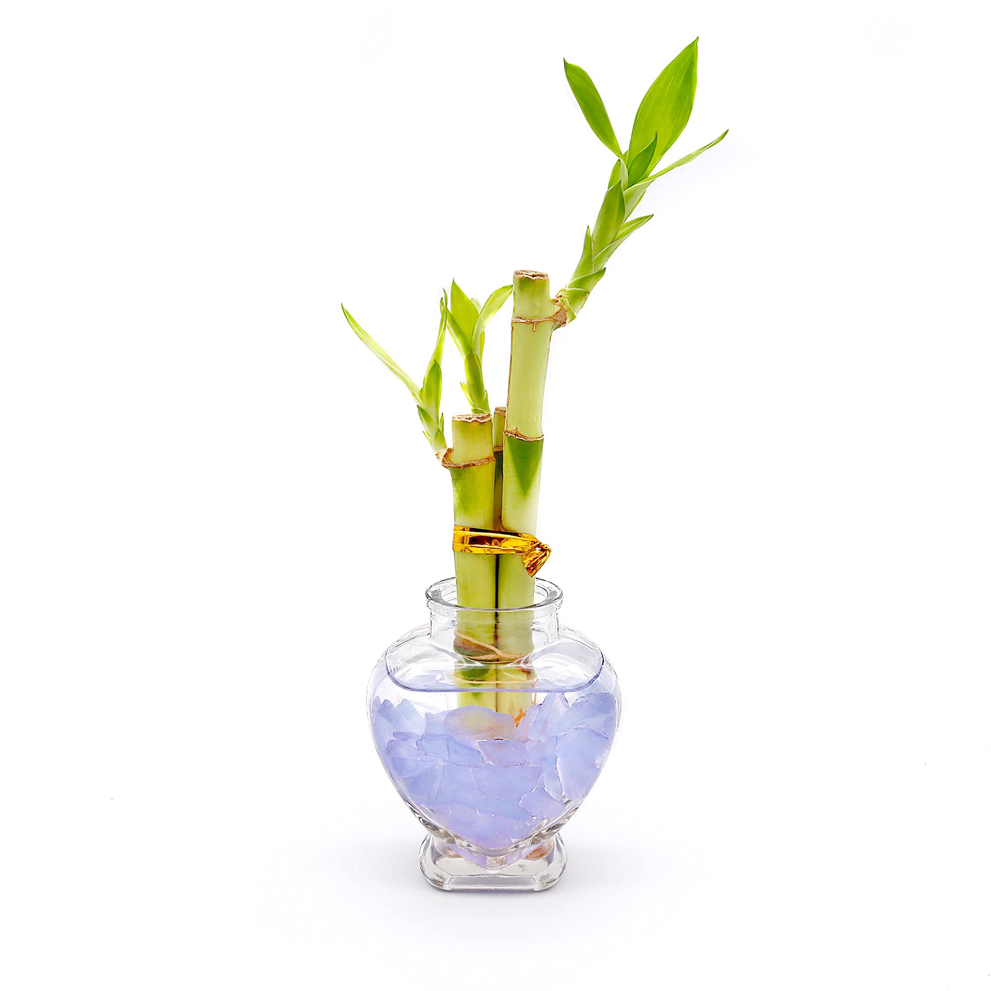 Live Lucky Bamboo 3 Stalk Arrangement in Glass Heart Vase with Lavender Colored Sea Glass - Feng Shui Home Decor for Office Desk, Living Room & Gift Giving