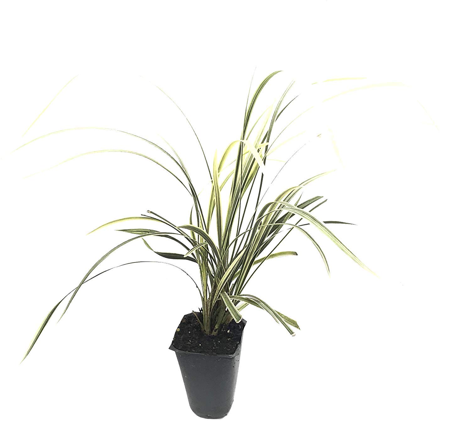 40 Live Aztec Grass Plants - Variegated Liriope (Ophiopogon Intermedius Argenteomarginatus) - Perfect for Landscaping, Ground Cover & Garden Borders