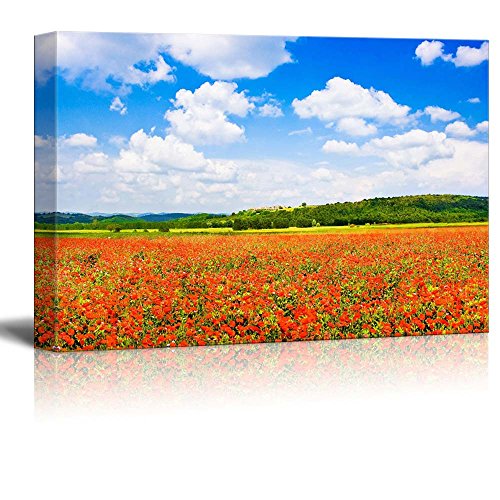 Field of Red Poppy Flowers