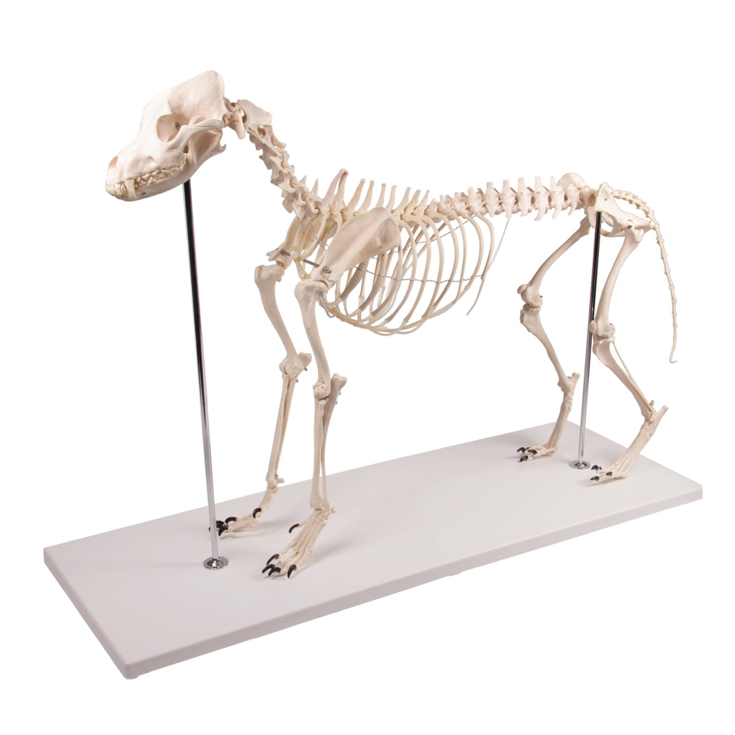 Realistic Replica Dog Skeleton Olaf - Halloween Pet Costume & Home Decor for Spooky Parties, Themed Events, and Veterinary Education