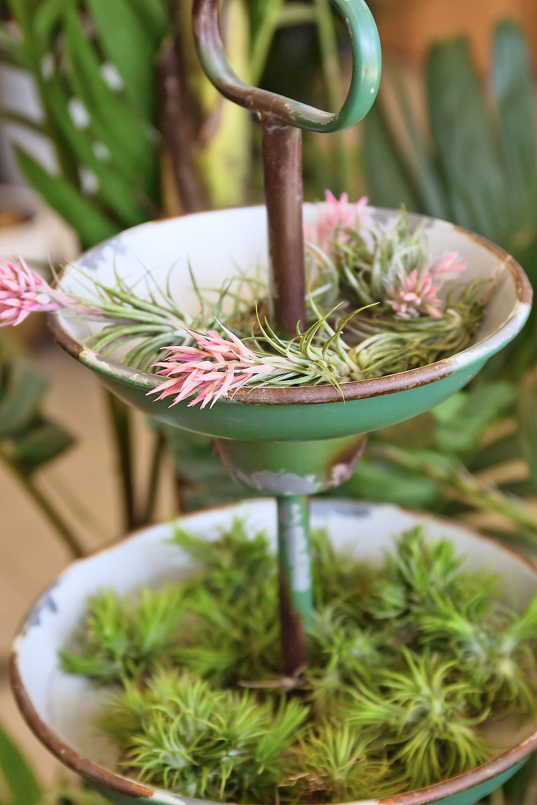 Live Ionantha Tillandsia Air Plants (10 Pack) - Easy Care Indoor Houseplants for Terrariums, Plant Holders & Home Decor | Perfect for Offices, Gifts & DIY Garden Projects
