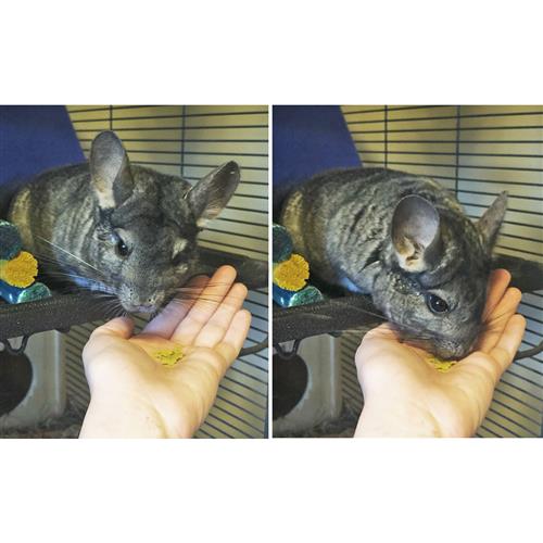 Premium Chinchilla Treat Sampler - Healthy & Natural Snacks for Small Pets - Perfect for Training, Rewards & Bonding with Your Chinchilla