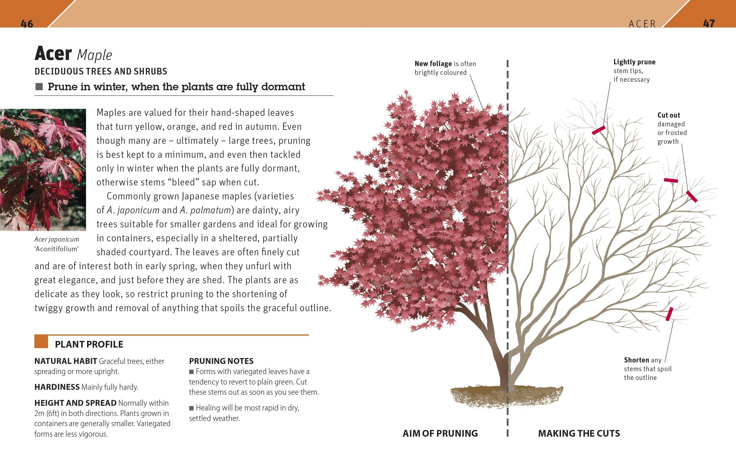 RHS Pruning Plant by Plant: How to Prune Over 200 Popular Plants - Essential Guide for Gardeners, Landscapers & Plant Enthusiasts | Perfect for Home Gardens, Nurseries & Professional Landscaping