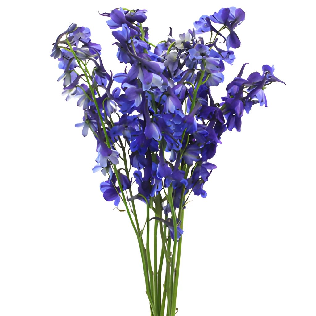 Blue Volkenfrieden Delphinium Flower - Fresh Cut Flowers for Weddings, Home Decor & Floral Arrangements