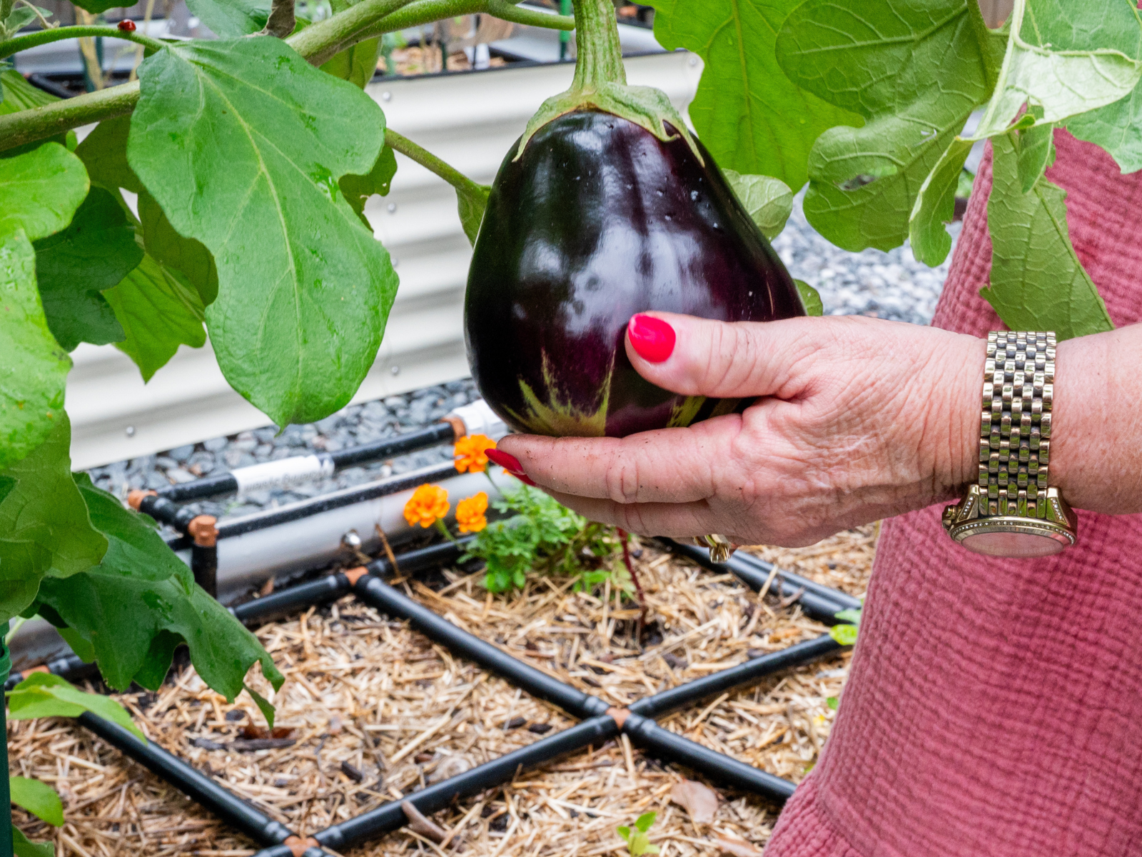 3x6 Garden Grid™ Watering System - Drip Irrigation Kit for Raised Beds & Vegetable Gardens | Efficient Plant Watering Solution for Home Gardeners & DIY Enthusiasts | Perfect for Backyard, Greenhouse & Urban Farming