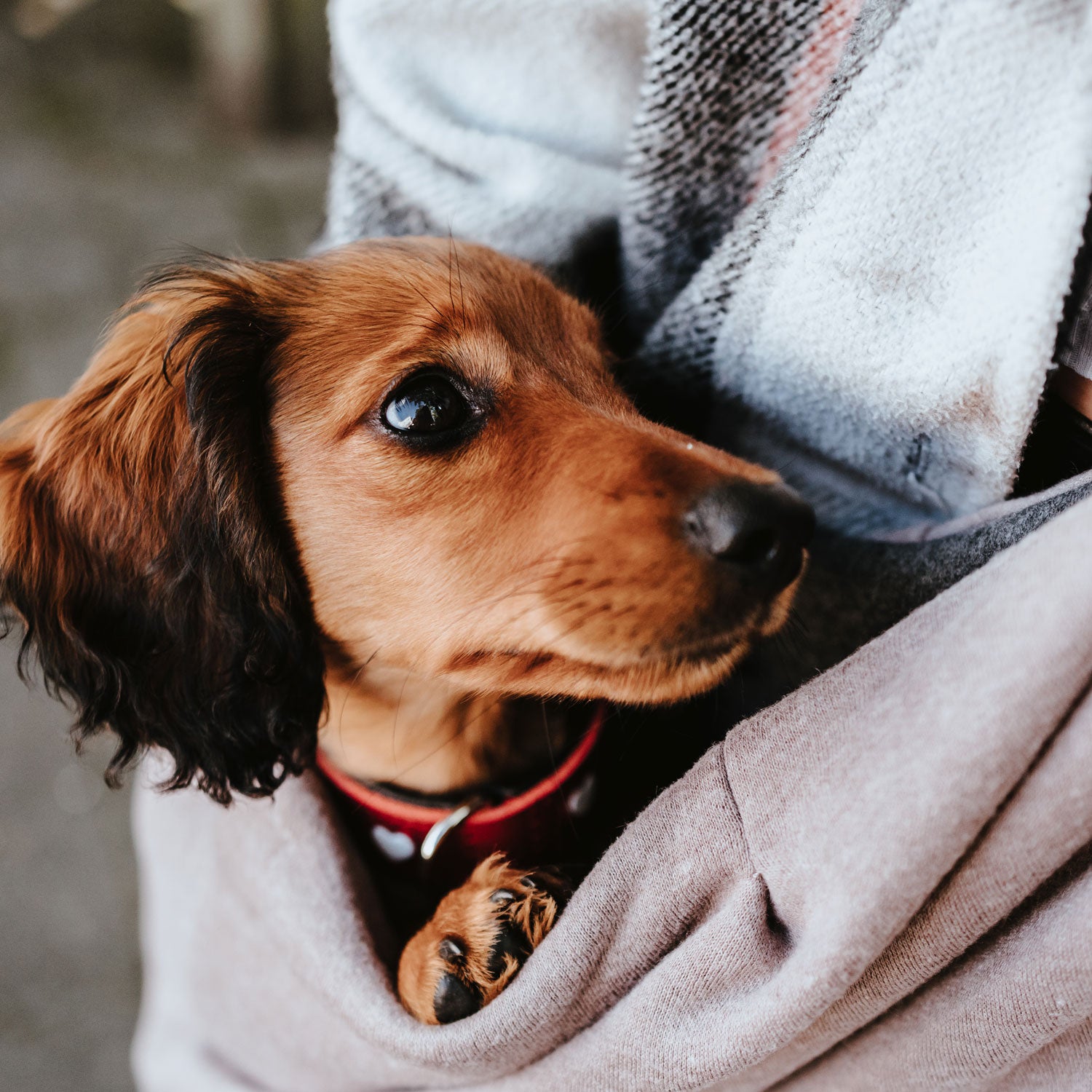 HUNTER Los Angeles Dog Carrier Sling - Hands-Free Pet Carrier for Small Dogs & Puppies - Perfect for Travel, Hiking, Shopping & Outdoor Adventures
