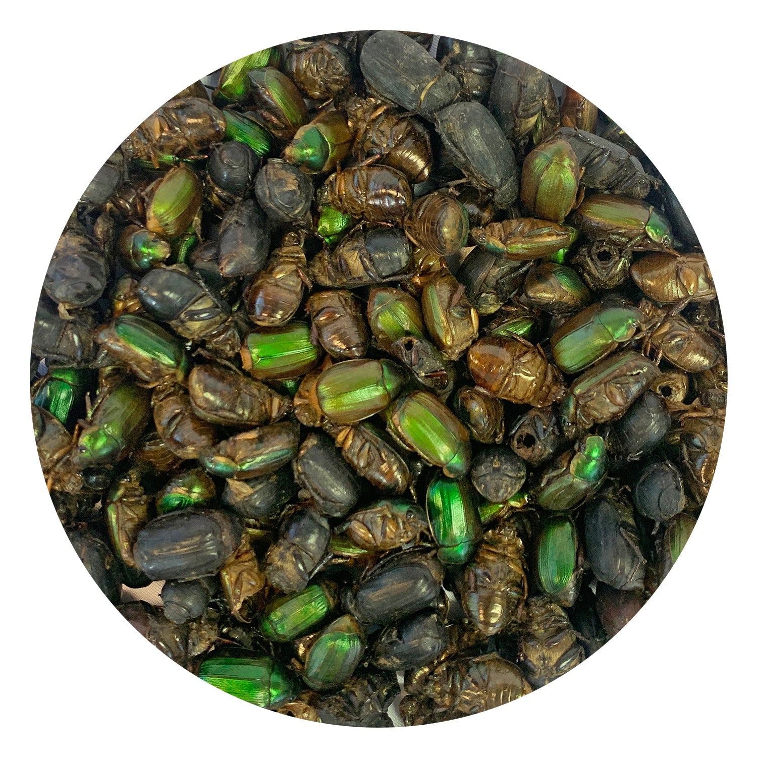 Beetle Craze 2 lb Natural Dried Mealworms - High Protein Reptile & Bird Food for Bearded Dragons, Chickens, Wild Birds - Perfect for Feeding Pets & Wildlife