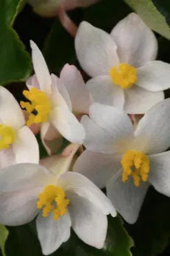 10 Pack Assorted Begonia Plants - Beautiful Flowering Houseplants for Home, Office & Garden Decor