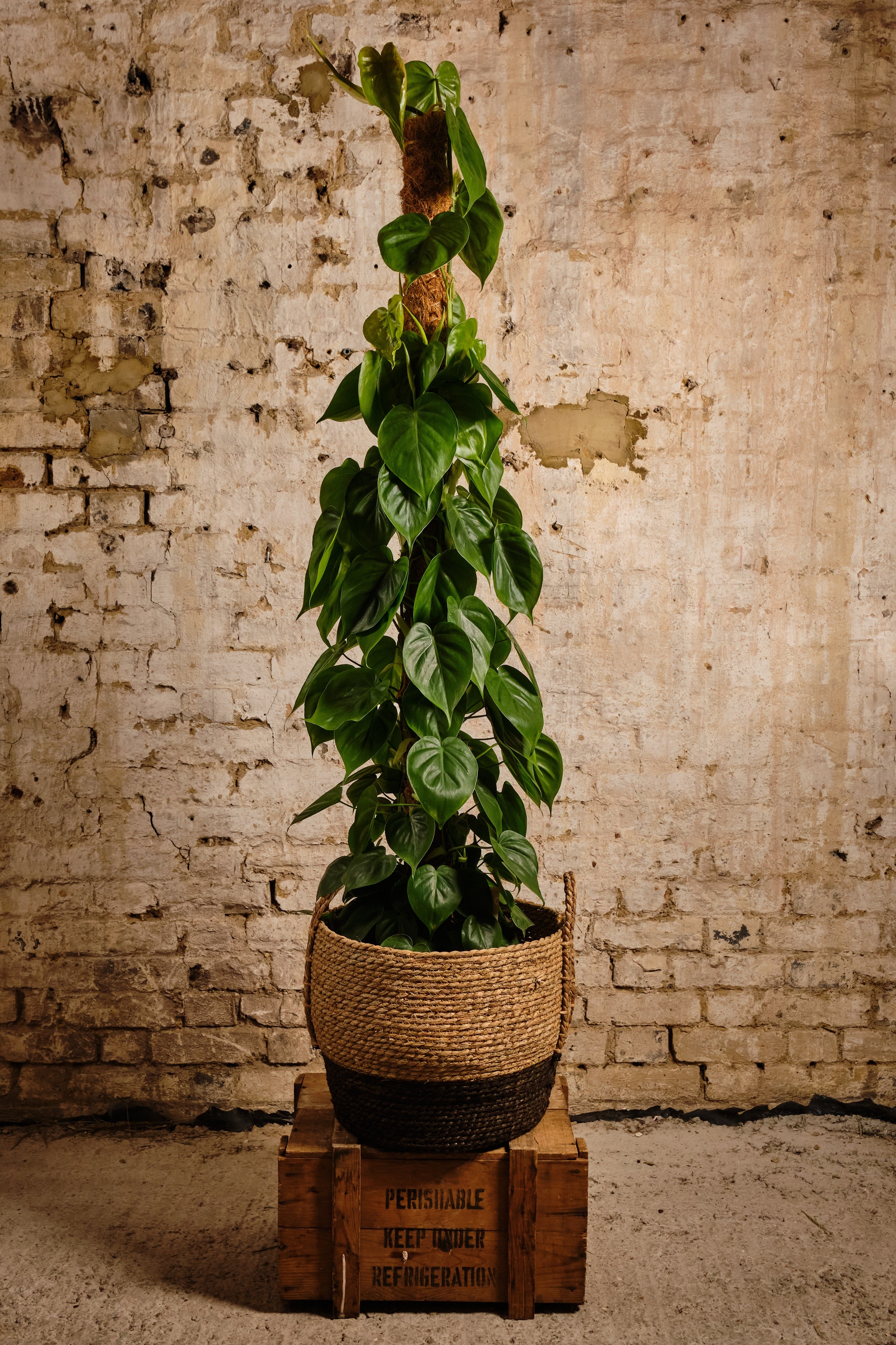 Philodendron Scandens Heartleaf Plant - Live Indoor Houseplant for Home & Office Decor (Local Delivery or Click & Collect) | Perfect for Hanging Baskets, Shelves & Plant Lovers' Collections
