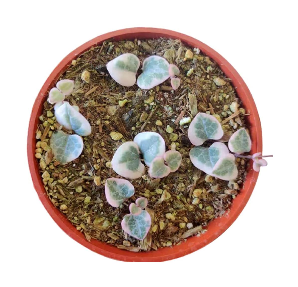 Variegated String of Hearts Succulent Plant - Live Succulents in 4 Inch Pot for Home Decor, Office Desk, and Indoor Gardening Gifts