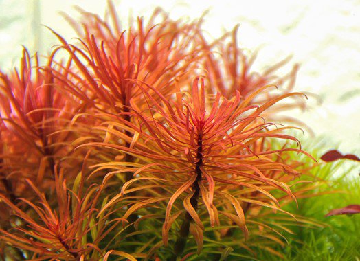 Dennerle Ludwigia Inclinata Var. Verticillata - Live Aquarium Plant for Freshwater Fish Tanks - Perfect for Aquascaping and Aquatic Plant Decoration