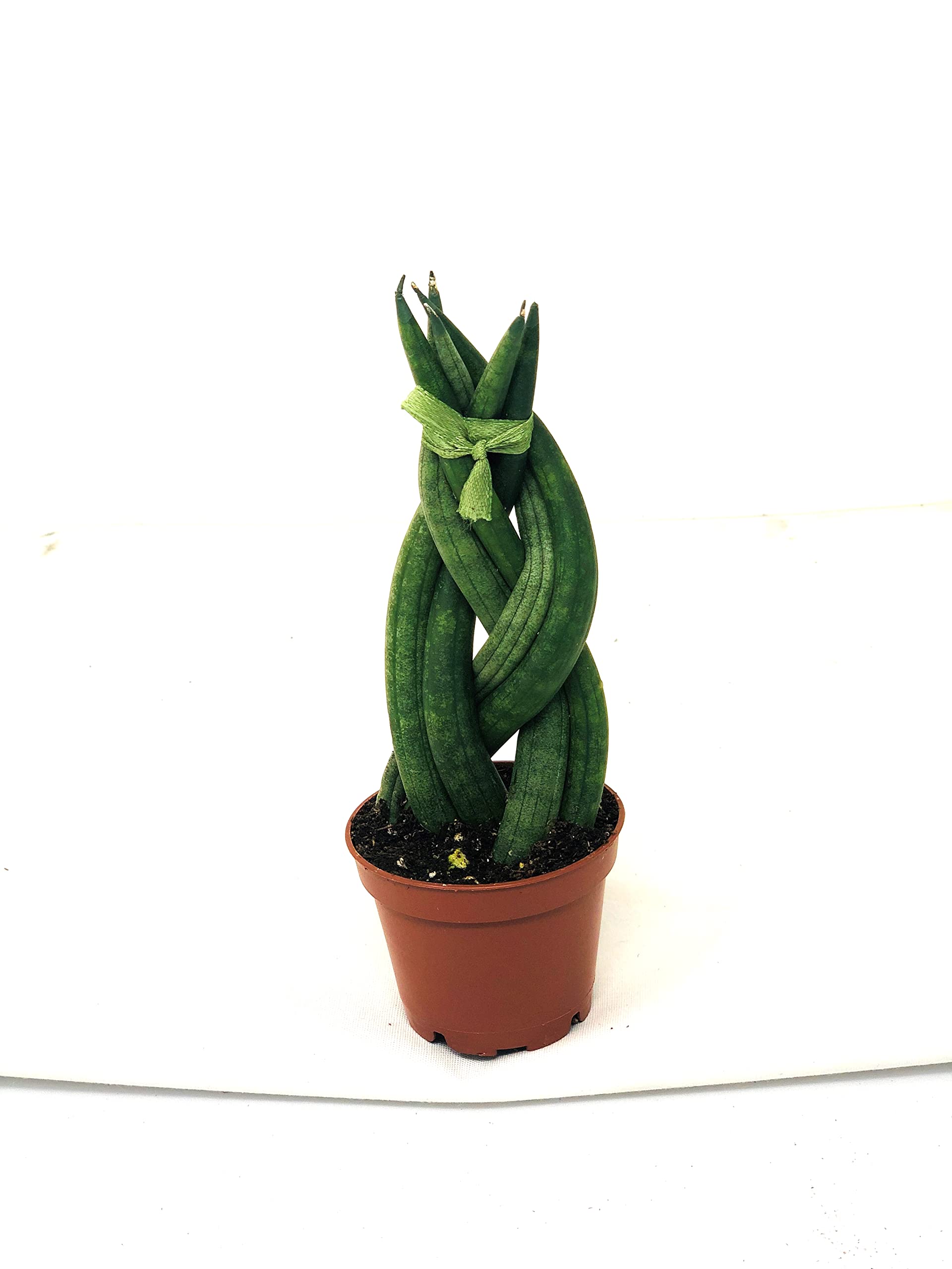 Braided Sansevieria Cylindrica 2 Inch Pot - Unique Low Maintenance Succulent Plant - Perfect for Home Office Desk Decor and Air Purifying