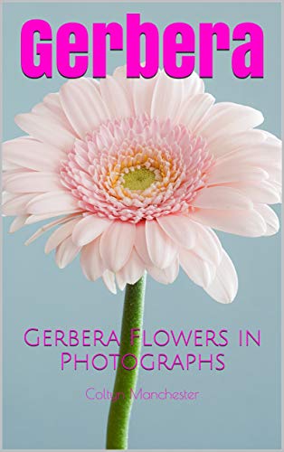 Stunning Gerbera Daisy Flowers - Vibrant Floral Photography for Home Decor, Wall Art & Gifts