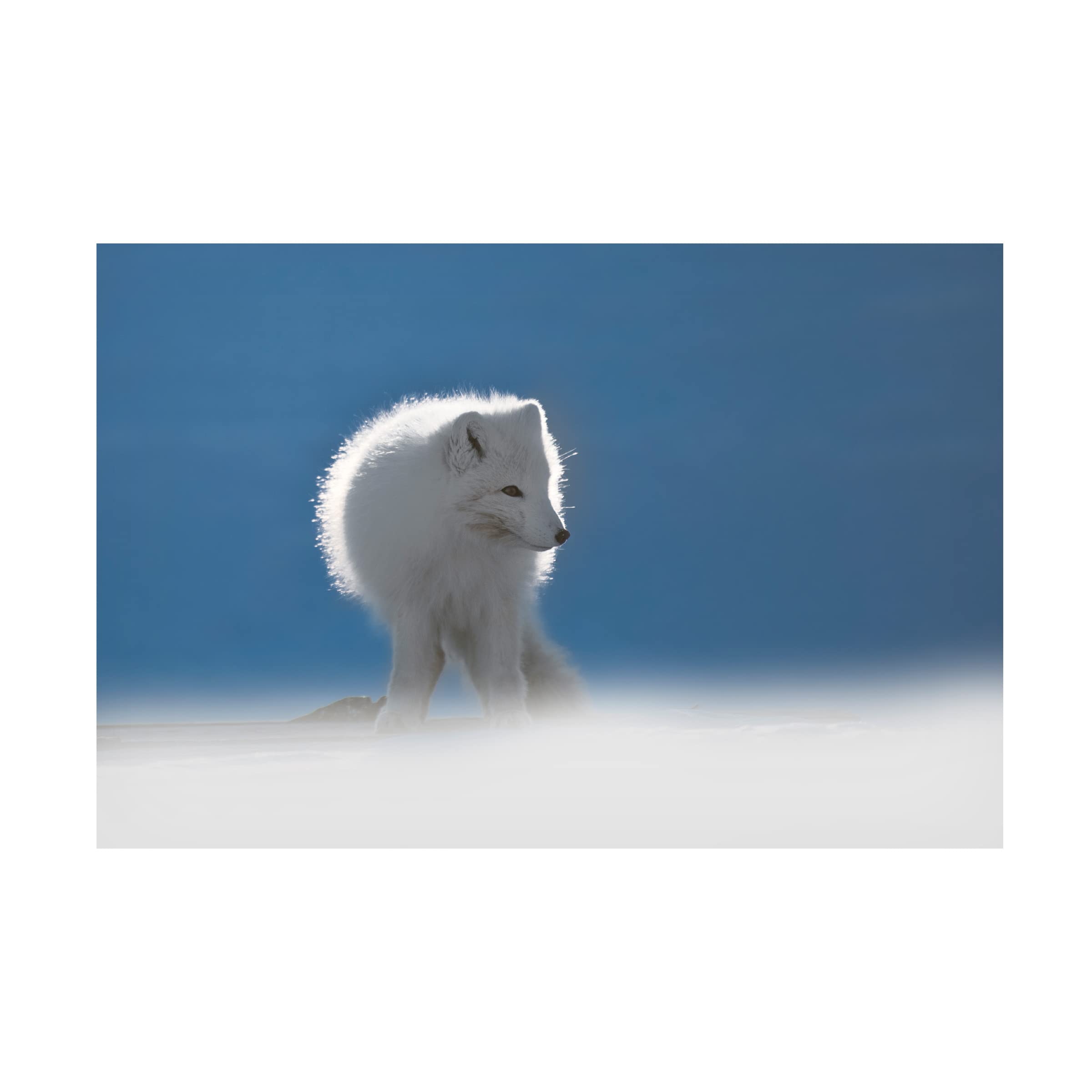 Roberto Marchegiani Arctic Fox 2 Canvas Wall Art - Premium Wildlife Home Decor for Living Room, Bedroom & Office - Trademark Fine Art Collection