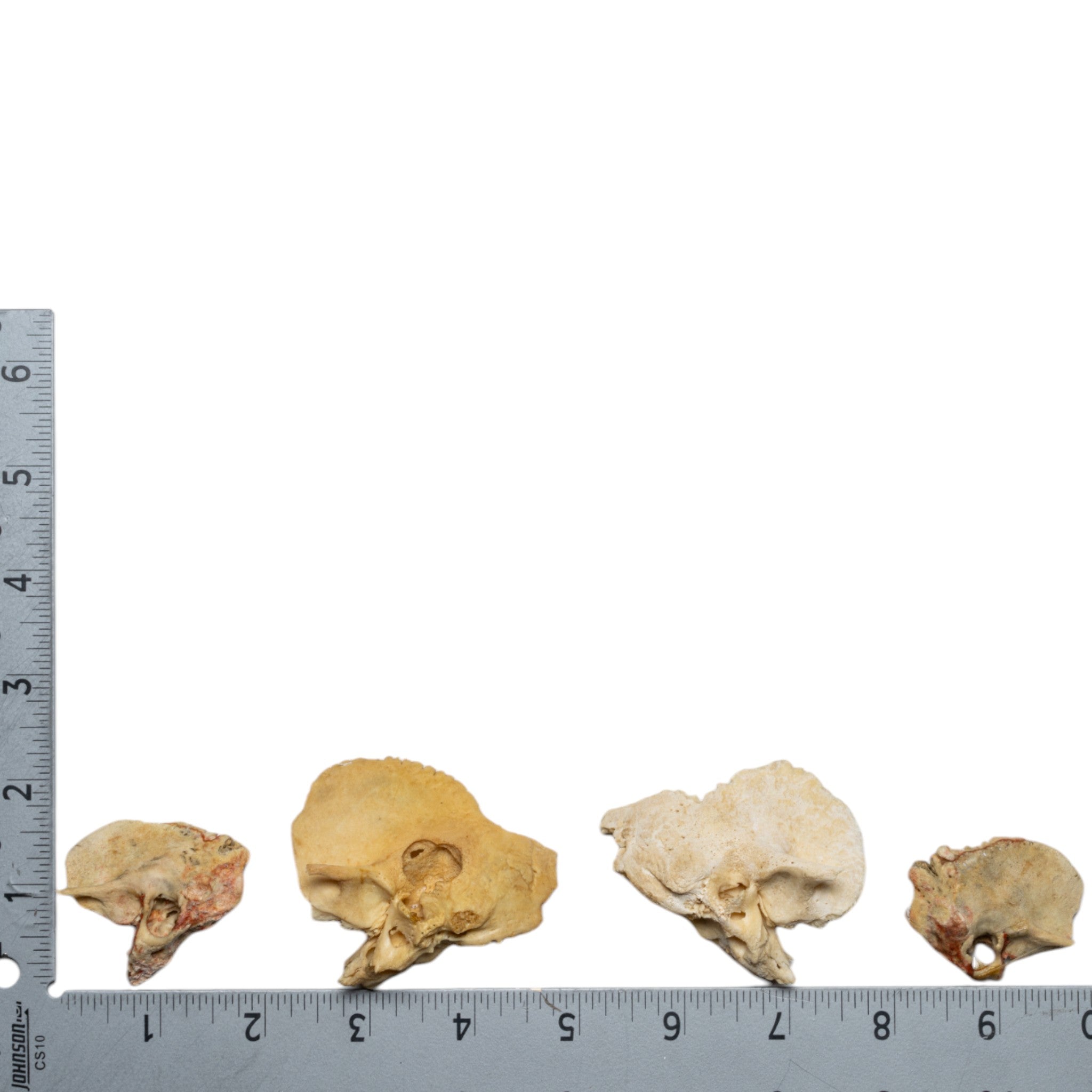 Authentic Human Child Temporal Bone Specimen - Single Piece for Medical Study, Anatomy Education & Research | Ideal for Medical Schools, Laboratories & Forensic Science