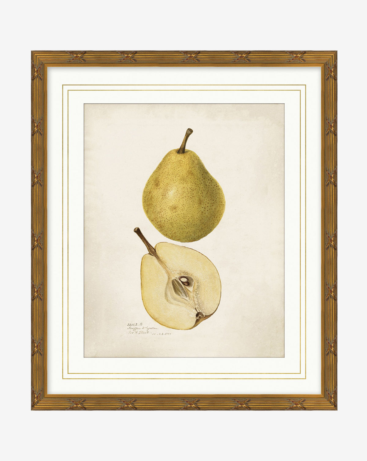 Premium Organic Pears for Healthy Snacking - Fresh & Juicy USA-Grown Pears - Perfect for School Lunches, Office Snacks & Fruit Salads