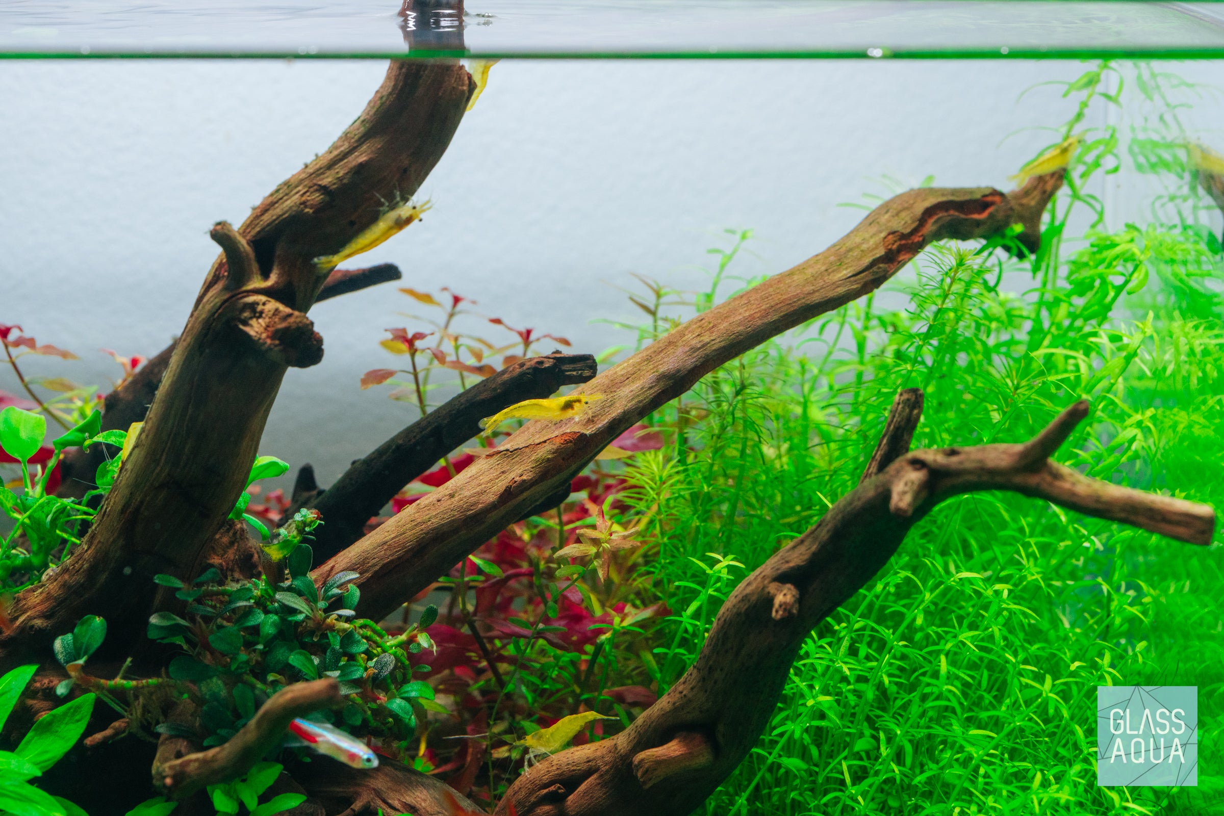Microcarpaea Minima Merrill - Live Aquatic Plant for Aquariums | Perfect for Nano Tanks, Shrimp Tanks & Aquascaping | Easy Care & Fast Growth