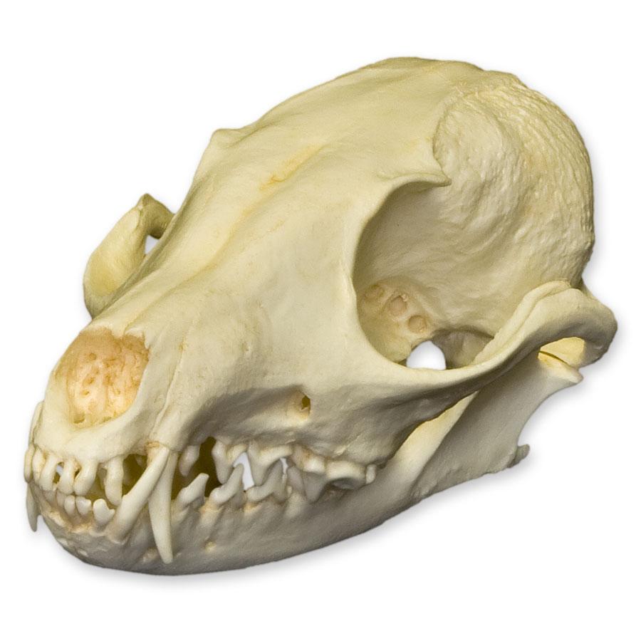 Authentic Replica African Cape Fox Skull - High-Quality Animal Skull Model for Home Decor, Educational Display, and Halloween Props