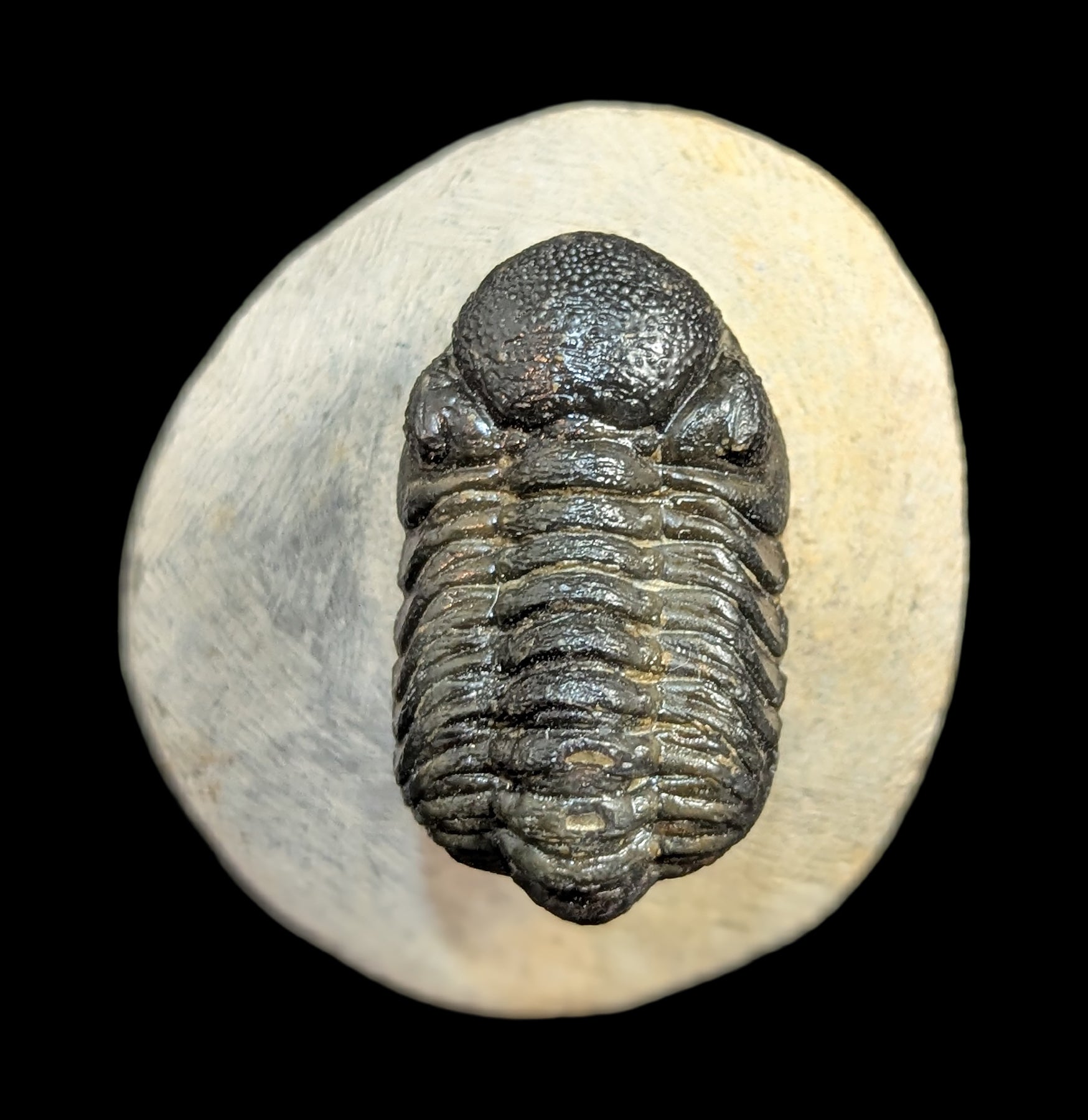 Authentic Phacops Rana Trilobite Fossil in Matrix - Rare Devonian Era Specimen for Collectors & Paleontology Enthusiasts | Perfect for Home Decor, Educational Displays & Fossil Collections