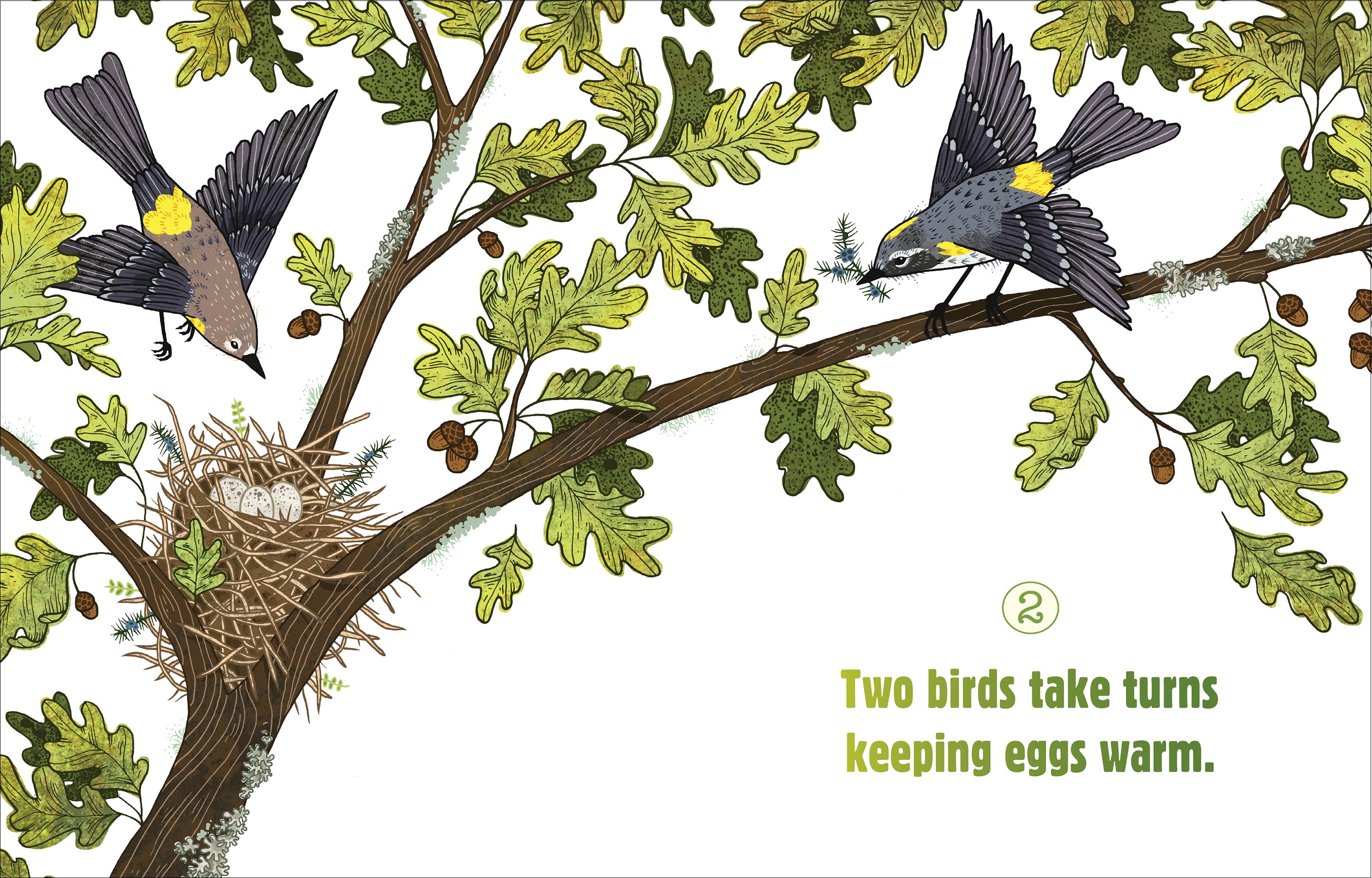 Counting on Birds - Fun & Educational Bird Counting Game for Kids | Perfect for Outdoor Learning & Nature Exploration