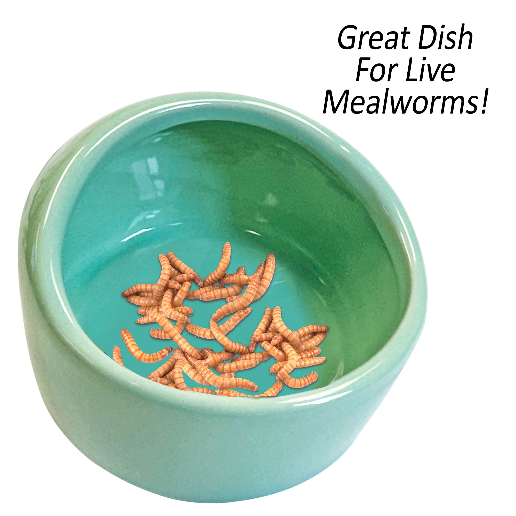 Premium No Escape Mealworm Feeding Dish for Reptiles & Birds - Durable Escape-Proof Insect Feeder for Bearded Dragons, Chameleons, Lizards & Pet Birds - Ideal for Terrariums & Aviaries