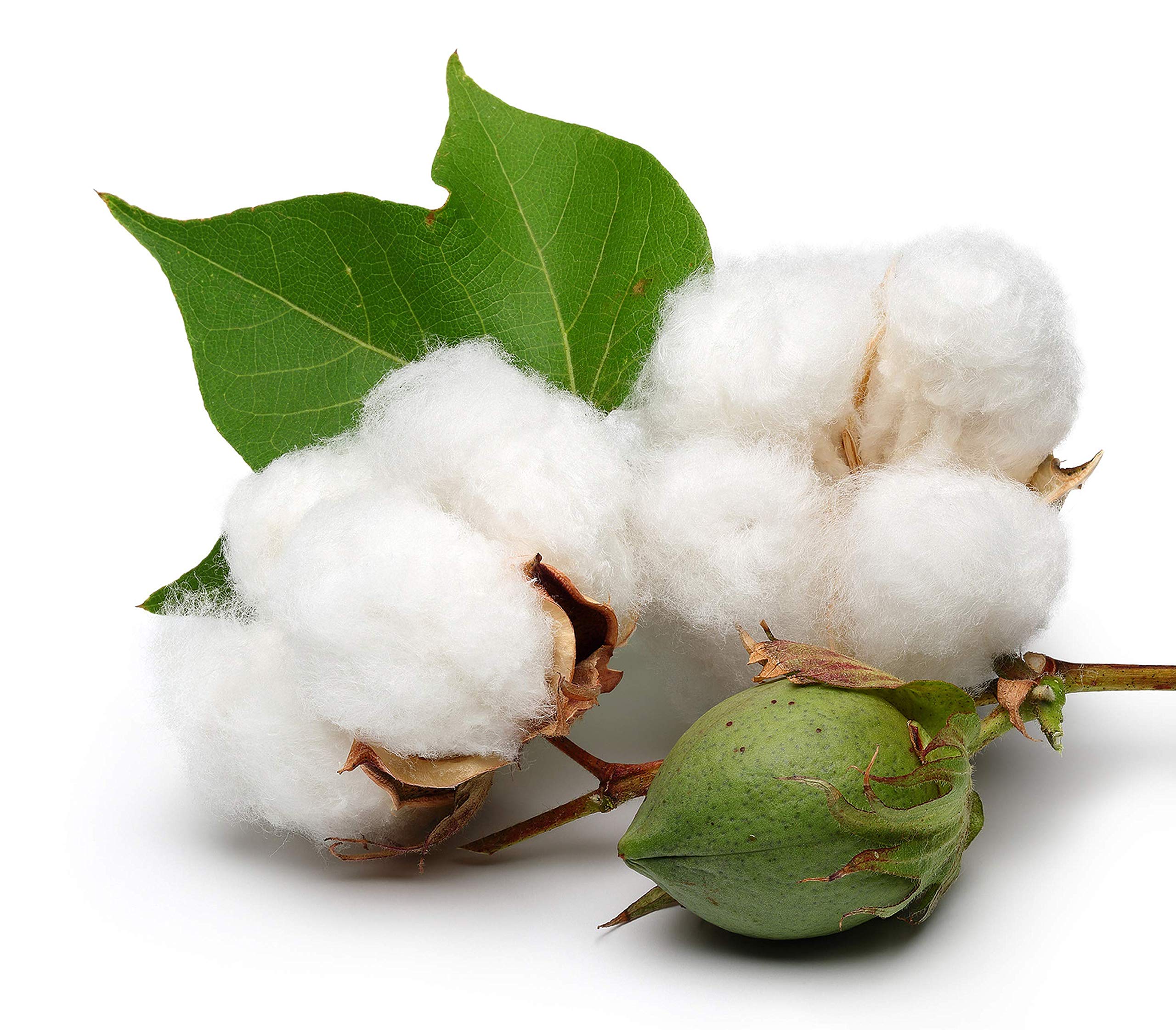 KVITER 25 White Cotton Seeds for Planting (Gossypium hirsutum) – Non-GMO Heirloom Cotton Plant Seeds for Home Garden, DIY Crafts & Fiber Production – Perfect for Indoor Pots, Backyard Gardens & Educational Projects
