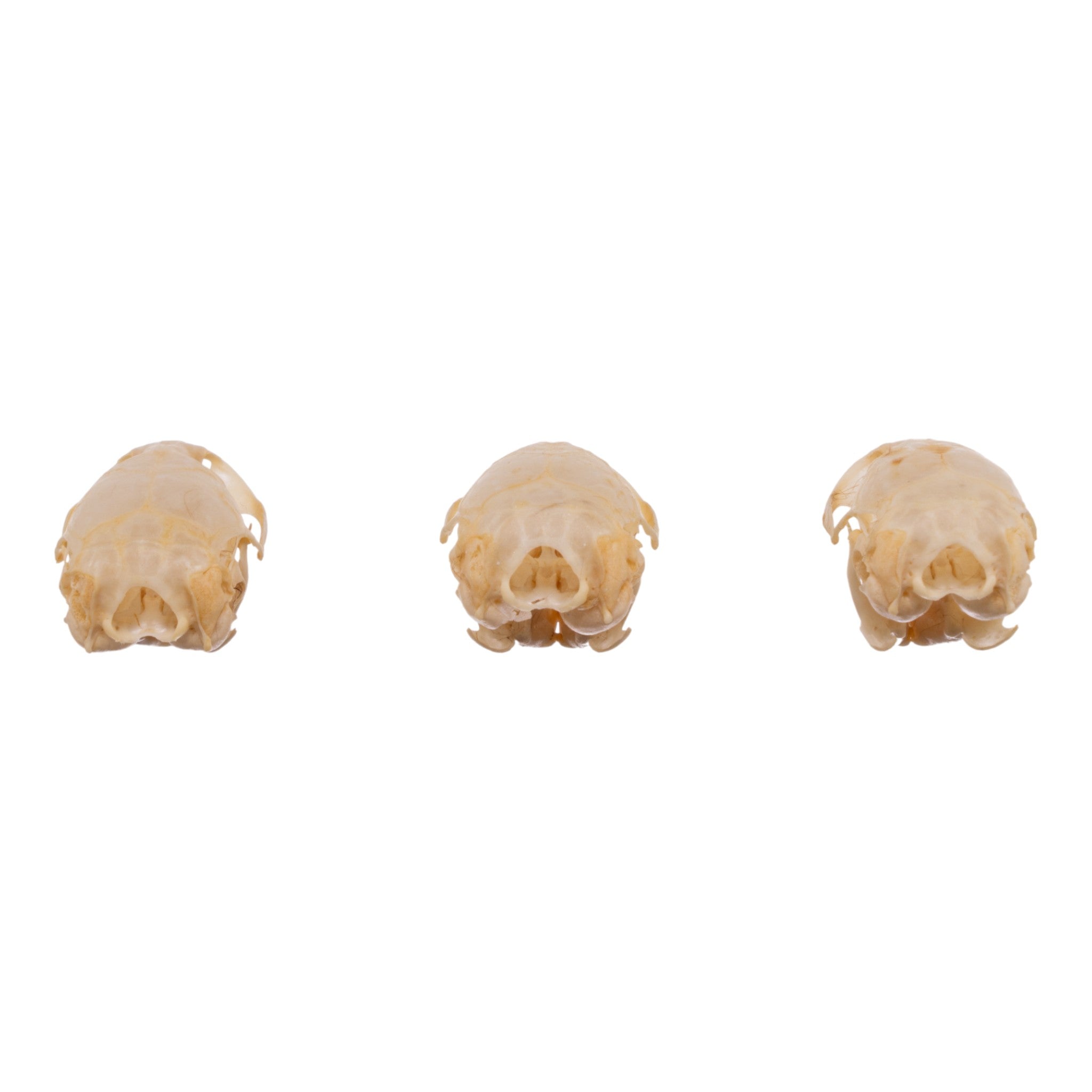 Authentic Real Meadow Vole Skull Specimen - Natural Science Collection, Taxidermy Display, Oddity Cabinet Decor - Perfect for Biology Study, Gothic Home Decor & Horror Themed Displays