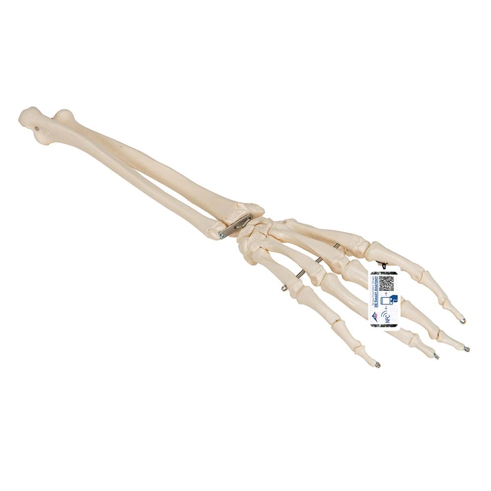 Realistic Human Hand Skeleton Model with Ulna & Radius Bones - Perfect for Anatomy Study, Medical Education & Halloween Decor