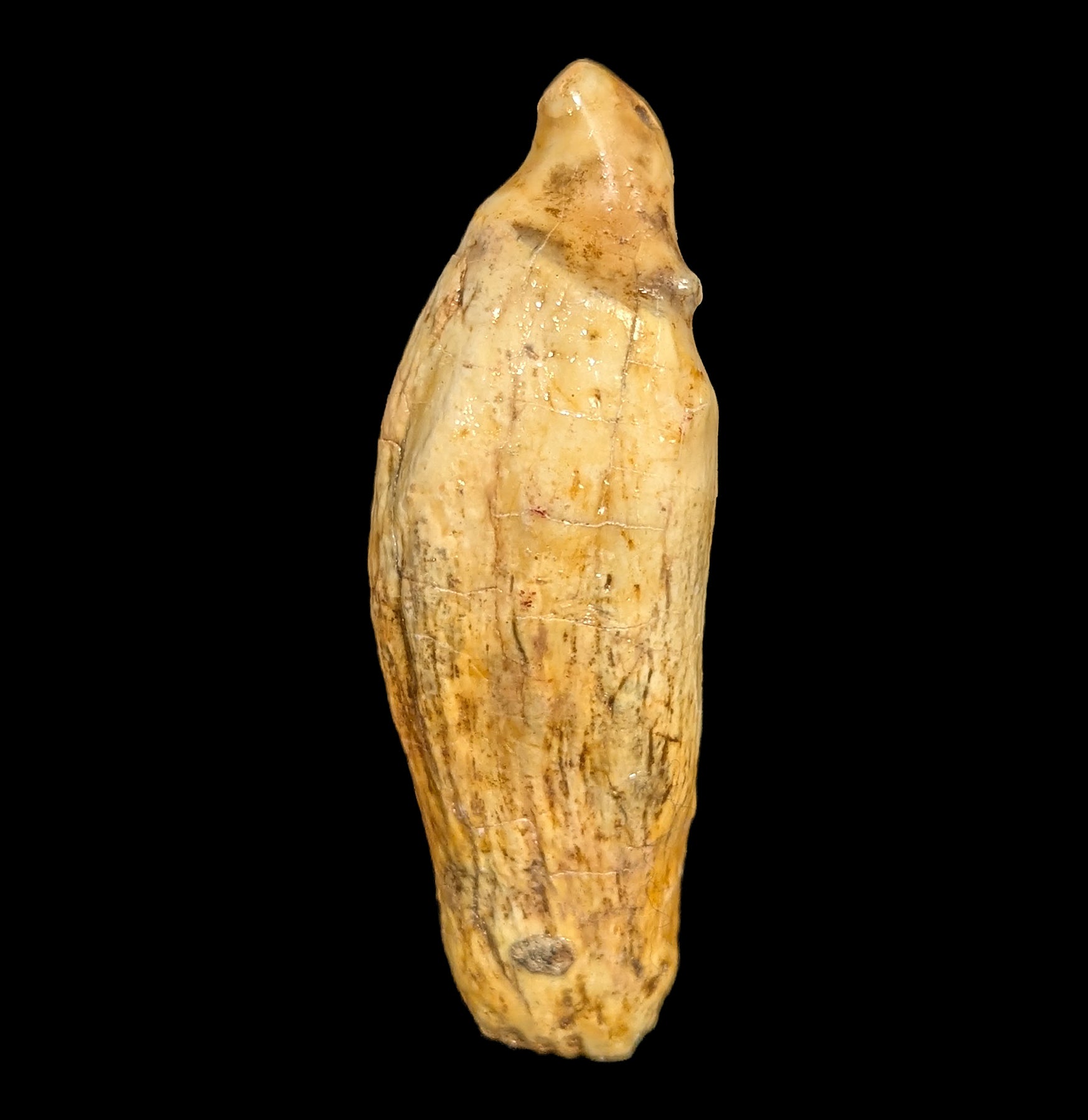 Authentic Fossil Cave Bear Canine Specimen - Prehistoric Ice Age Collectible - Perfect for Paleontology Enthusiasts, Museum Displays & Educational Collections