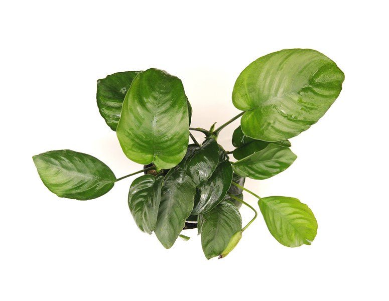 Dennerle Anubias Barteri XXL - Large Live Aquarium Plant for Fish Tanks - Perfect for Aquascaping, Low Light & Beginner Aquariums