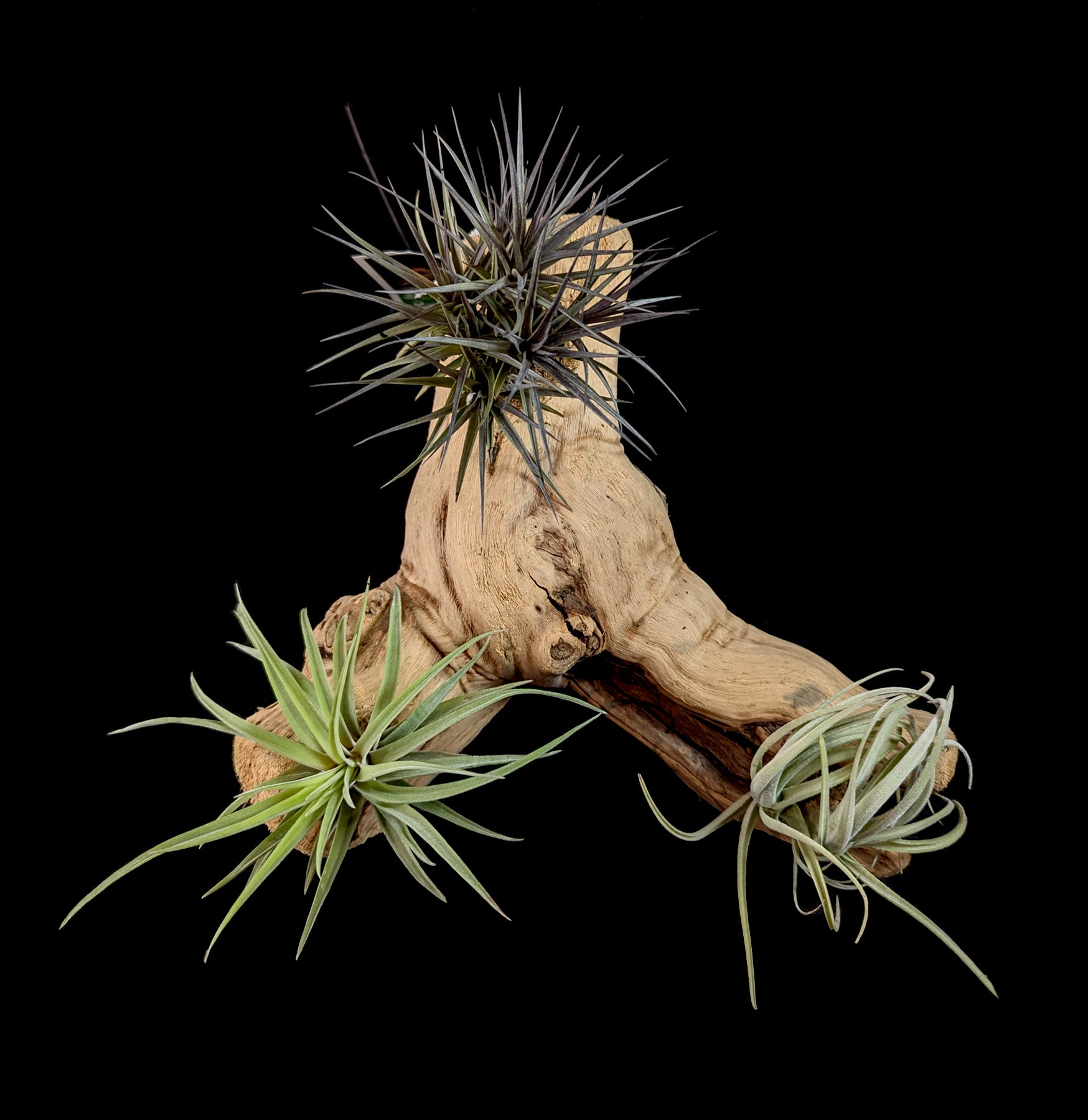 Live Air Plant Tillandsia Mounted on Natural Grape Wood - Perfect for Home Decor, Office Desk & Terrarium Displays