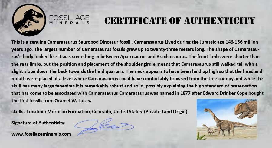 Authentic 7 Camarasaurus Dinosaur Fossil Bone - Jurassic Age Morrison Formation with COA & Metal Display Stand - Perfect for Home Decor, Museum Displays & Paleontology Collections