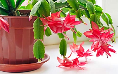 Christmas Cactus Plants (Schlumbergera Bridgesii) - 5 Live Indoor Tropical Succulents in 4 Inch Pots - Perfect for Home Decor, Office Plants & Holiday Gifts
