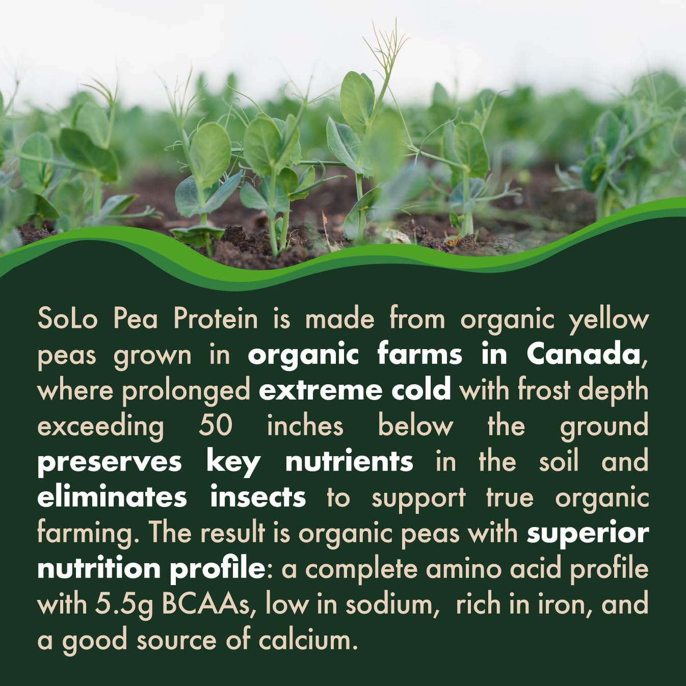 Organic Pea Protein Powder - 100% Vegan, Non-GMO, Unflavored Plant-Based Protein with BCAA - Low Sodium, Canada Grown Peas (2.7 lbs) - Perfect for Smoothies, Baking & Post-Workout Recovery