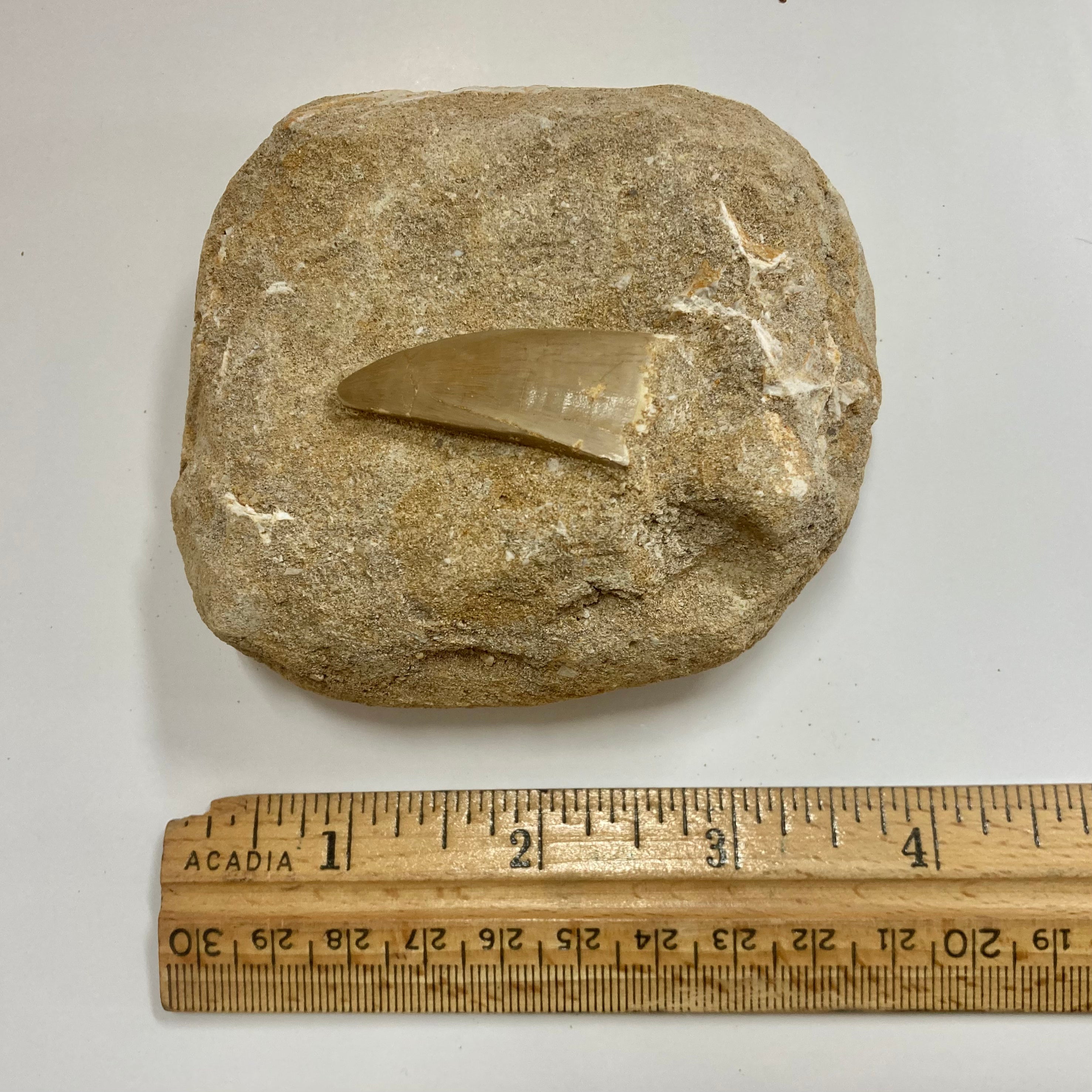 Authentic Mosasaur Tooth Fossil - Genuine Prehistoric Dinosaur Teeth for Collectors, Paleontology Enthusiasts & Home Decor | Perfect for Display Cases, Educational Projects & Unique Gifts