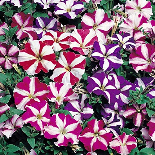 500 Petunia Starfall F1 Rainbow Mix Flower Seeds - Non-GMO, Heirloom, Indoor/Outdoor Annual Blooms for Garden Beds, Hanging Baskets & Container Planting