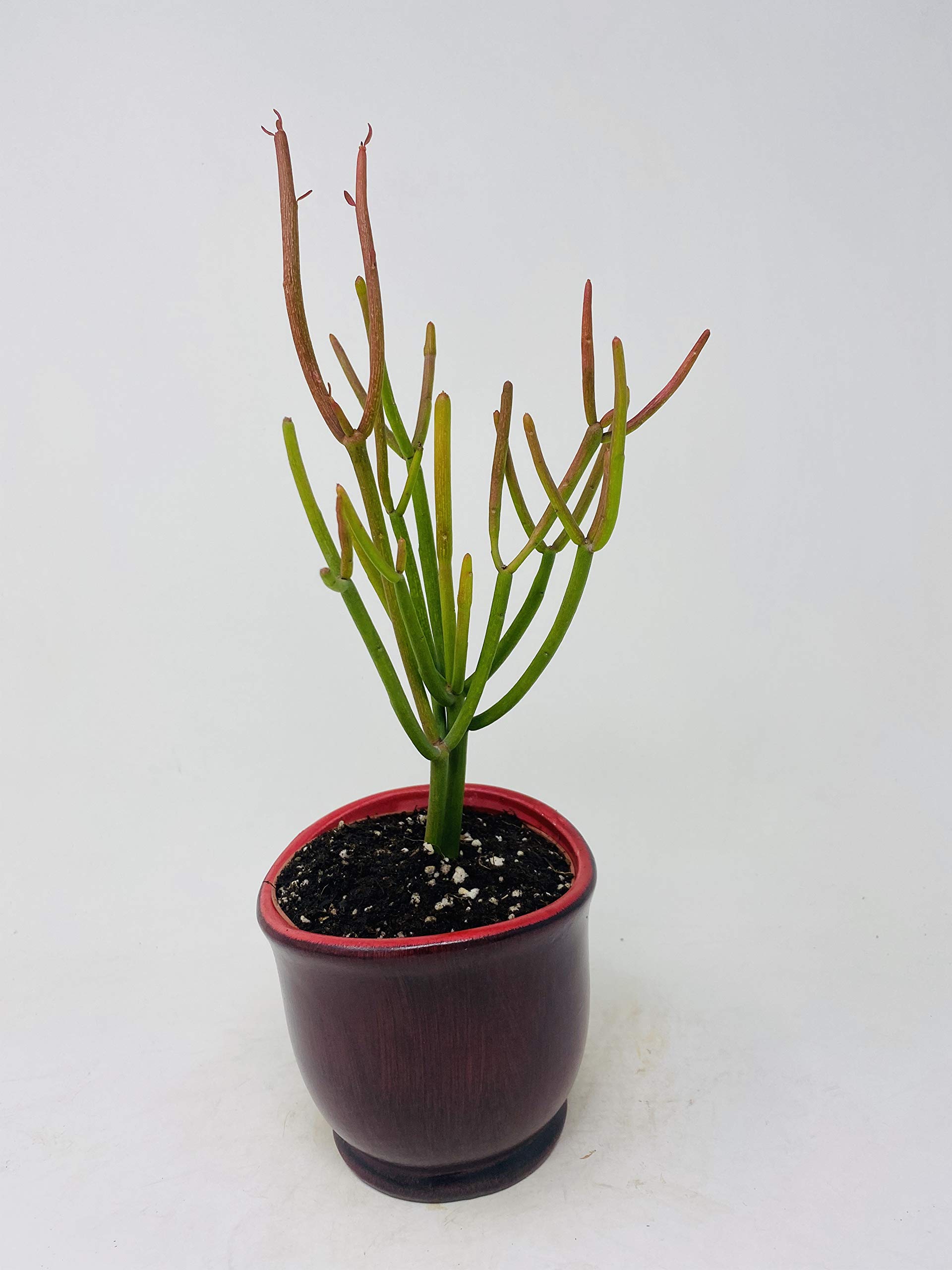Euphorbia Tirucalli Pencil Cactus Succulent Cuttings - Fire Sticks Live Plant with Red Ceramic Pot | Easy Care Indoor Houseplant for Home Decor, Office Desk & Gift