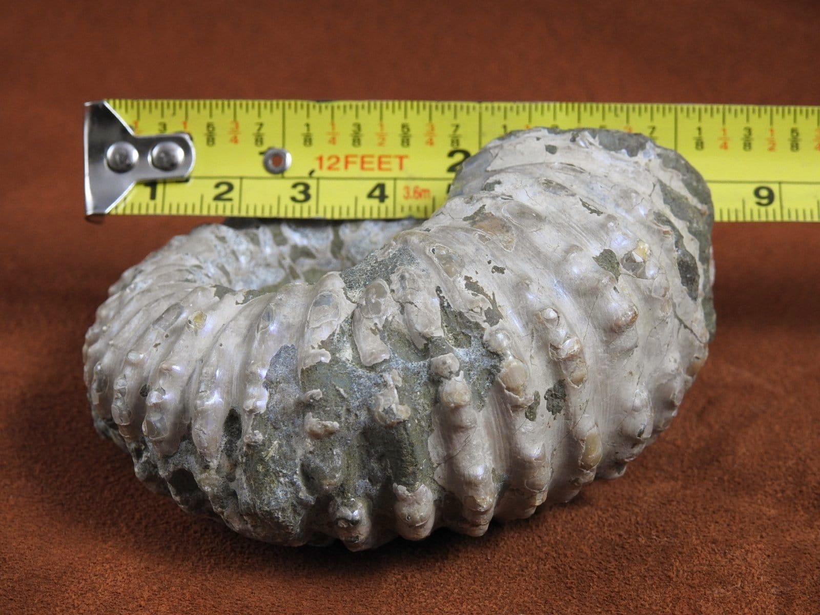 Authentic Ammonite Fossil from Morocco - Natural Stone for Home Decor, Jewelry Making & Collection - Perfect for Gifts, Meditation & Healing Crystals