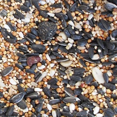 Premium Wild Bird Seed Mix with Fruits & Nuts - 50lb Bulk Bag for Year-Round Bird Feeding - Attracts Cardinals, Finches & Bluebirds - Perfect for Backyard Feeders, Wildlife Sanctuaries & Outdoor Bird Watching