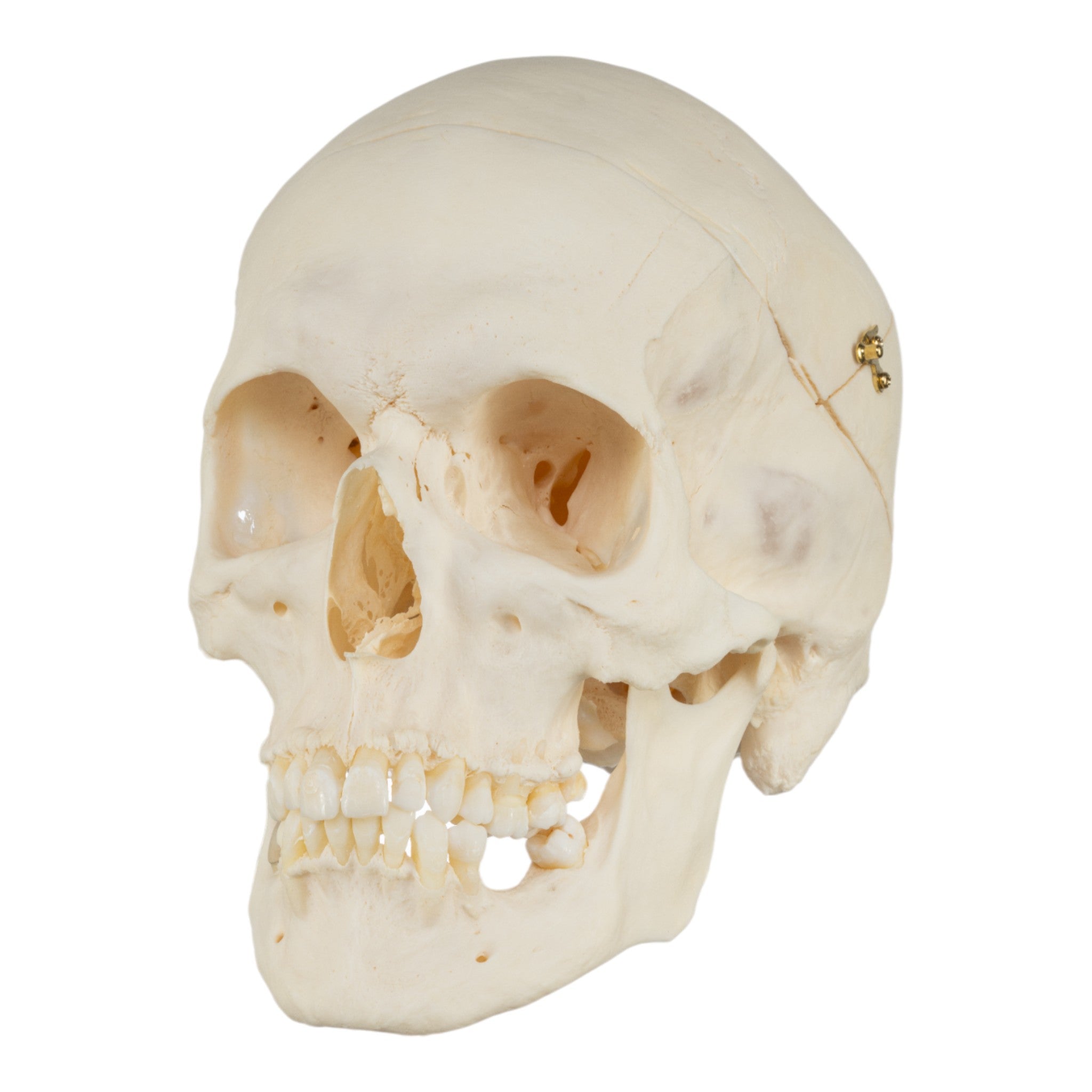 High-Quality Disarticulated Human Skeleton Model for Medical Education & Research - Perfect for Anatomy Studies, Classroom Demonstrations, and Scientific Research
