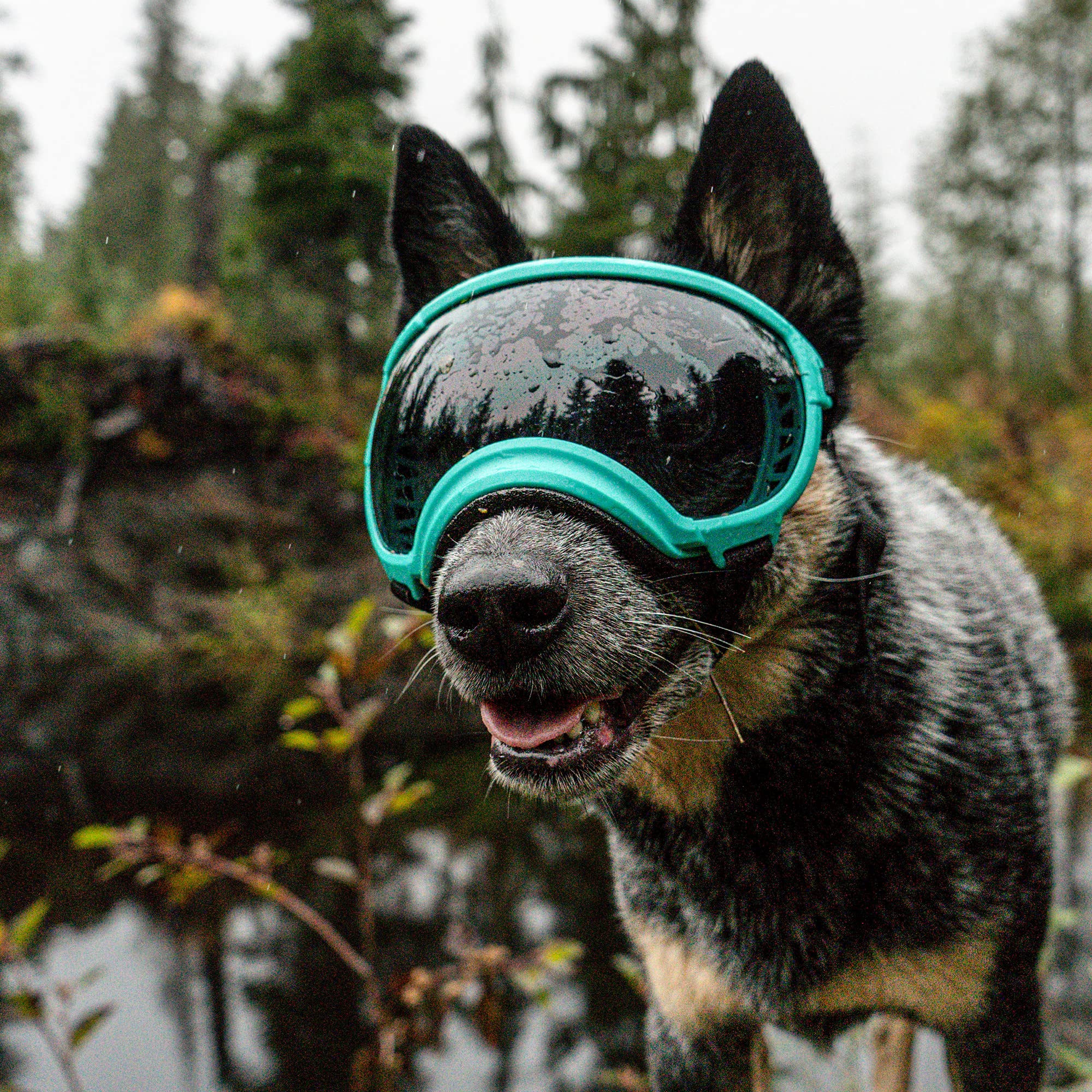 Rex Specs V2 Dog Goggles - Large Size, Black - Protective Eyewear for Active Dogs - Perfect for Hiking, Running & Outdoor Adventures